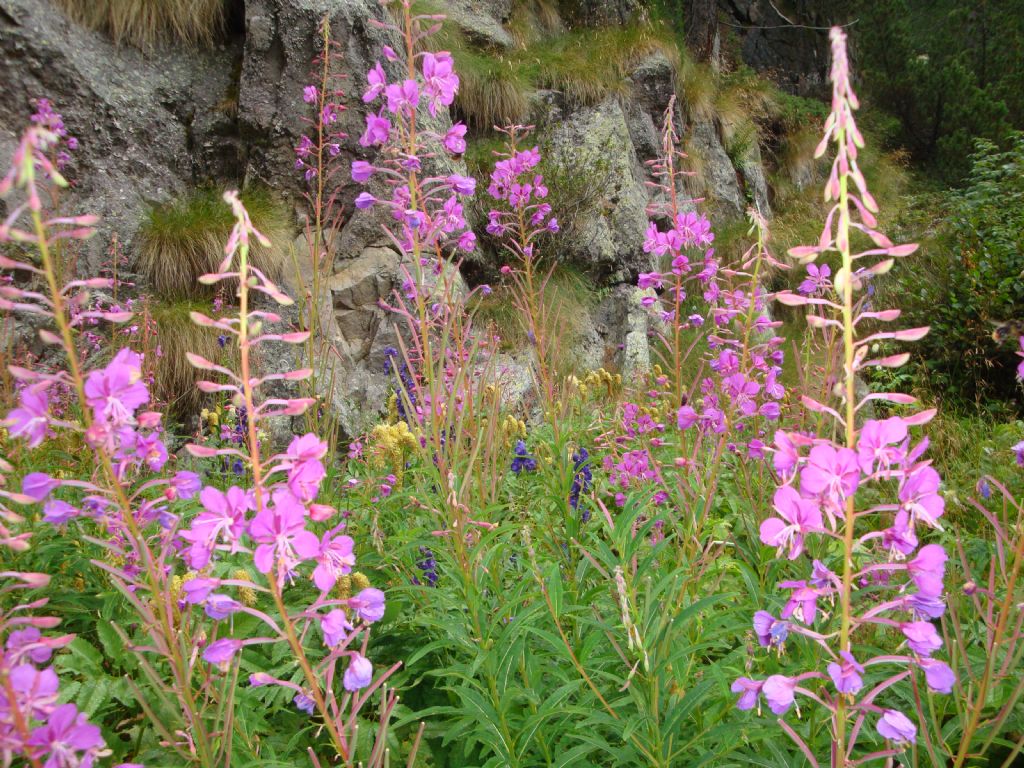 Chamaenerion angustifolium (ex Epilobium angustifolium)